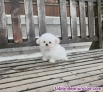 Regalo Preciosos Cachorros baichon maltes