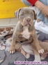 Fotos del anuncio: Cachorros american bully xl   