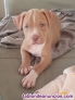 Fotos del anuncio: Cachorros american bully xl   