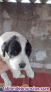 Fotos del anuncio: Cachorros setter