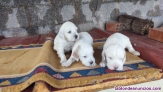 Fotos del anuncio: Cachorros setter