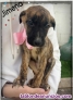 Fotos del anuncio: Cachorritos en adopci�n 