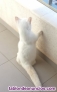 Fotos del anuncio: Gato Munchkin para monta y cria