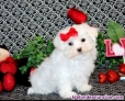 Cachorros Malt�s de Pura Raza - REGALO.. 722-470-297
