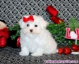Fotos del anuncio: Cachorros Malt�s de Pura Raza - REGALO.. 722-470-297