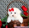 Fotos del anuncio: Cachorros Malt�s de Pura Raza - REGALO.. 722-470-297