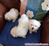Fotos del anuncio: Cachorros Malt�s de Pura Raza - REGALO.. 722-470-297