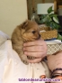 Cachorrito espectacular Spitz alem�n- Pomerania mini