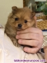 Fotos del anuncio: Cachorrito espectacular Spitz alem�n- Pomerania mini