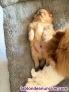 Fotos del anuncio: Cachorrito espectacular Spitz alem�n- Pomerania mini
