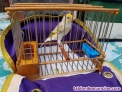 Fotos del anuncio: Mixto de jilguero nuevo anillado y educado 