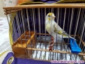 Fotos del anuncio: Mixto de jilguero nuevo anillado y educado 