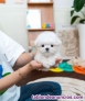 Regalo! Cachorro de bichon maltes