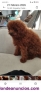 Fotos del anuncio: Se ofrece caniche toy rojo para montas