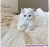 Fotos del anuncio: Adopcion ragdoll gatitos