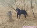 Labrador 5 a�os