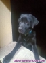 Fotos del anuncio: Labrador 5 a�os