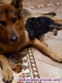 Fotos del anuncio: Cachorros pastor alem�n Asturias tlf659278394