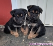 Fotos del anuncio: Cachorros pastor alem�n Asturias tlf659278394