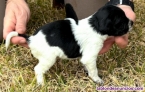 Fotos del anuncio: Cachorros �pagneul bret�n