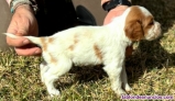Fotos del anuncio: Cachorros �pagneul bret�n