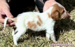 Fotos del anuncio: Cachorros �pagneul bret�n