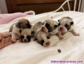 Fotos del anuncio: Bulldog frances 684611859