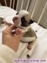 Fotos del anuncio: Bulldog frances 684611859