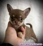 Fotos del anuncio: Chihuahua WhatsApp 691 11 04 90