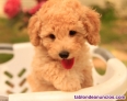 Fotos del anuncio: (REGALO) Caniche Toy Rojo; 649-979-850