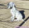 Fotos del anuncio: Cachorros Setter