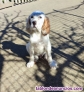 Fotos del anuncio: Cachorros Setter