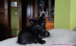 Regalo gatitos en adopcci�n