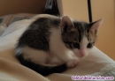 Fotos del anuncio: Regalo gatitos en adopcci�n