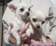 Fotos del anuncio: REGALO: Preciosos Cachorros De Chihuahua-; 613-466--679
