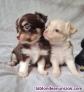 Fotos del anuncio: REGALO: Preciosos Cachorros De Chihuahua-; 613-466--679